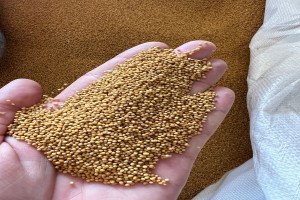 Mustard Seed from Russia
